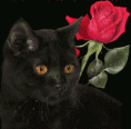 /album/galleria-foto-homepage4/animal-154-2-gif/